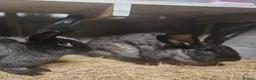 Continental Giant rabbits for sale: Purebred Continental Giants  - Advert 2
