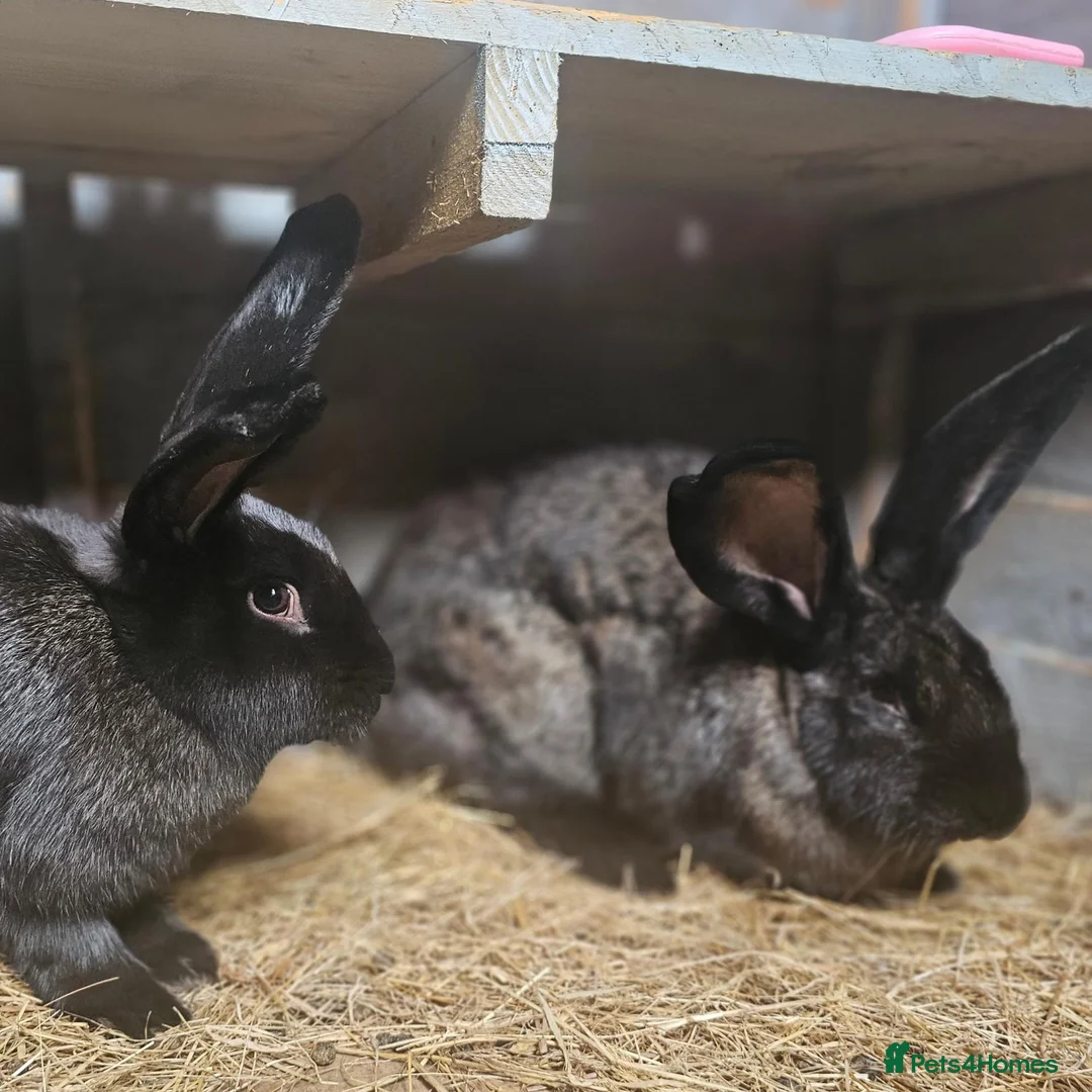 Continental Giant rabbits for sale: Purebred Continental Giants  - Advert 2