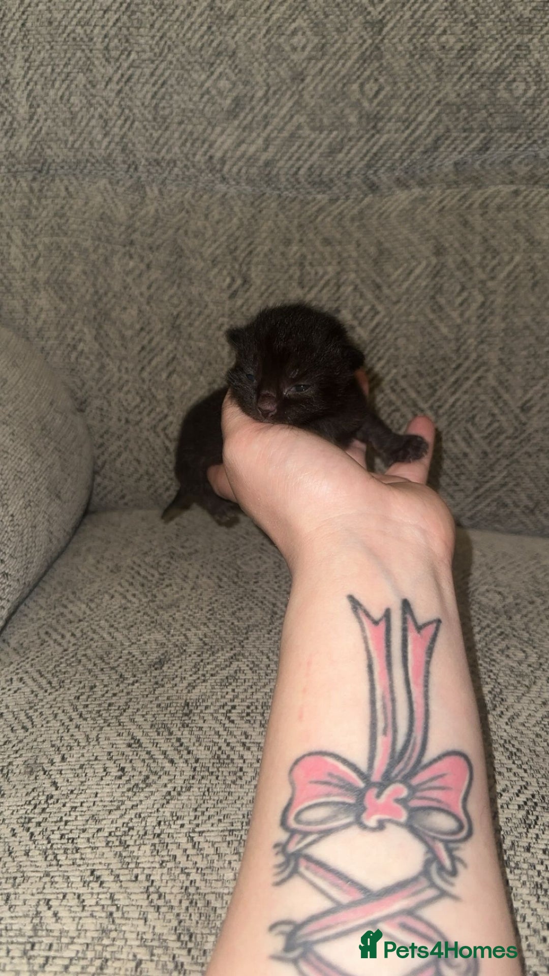 Mixed Breed cats for sale: 4 beautiful kittens - Advert 5