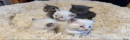 Ragdoll cats for sale: Adorable Ragdoll X Kittens - Advert 9