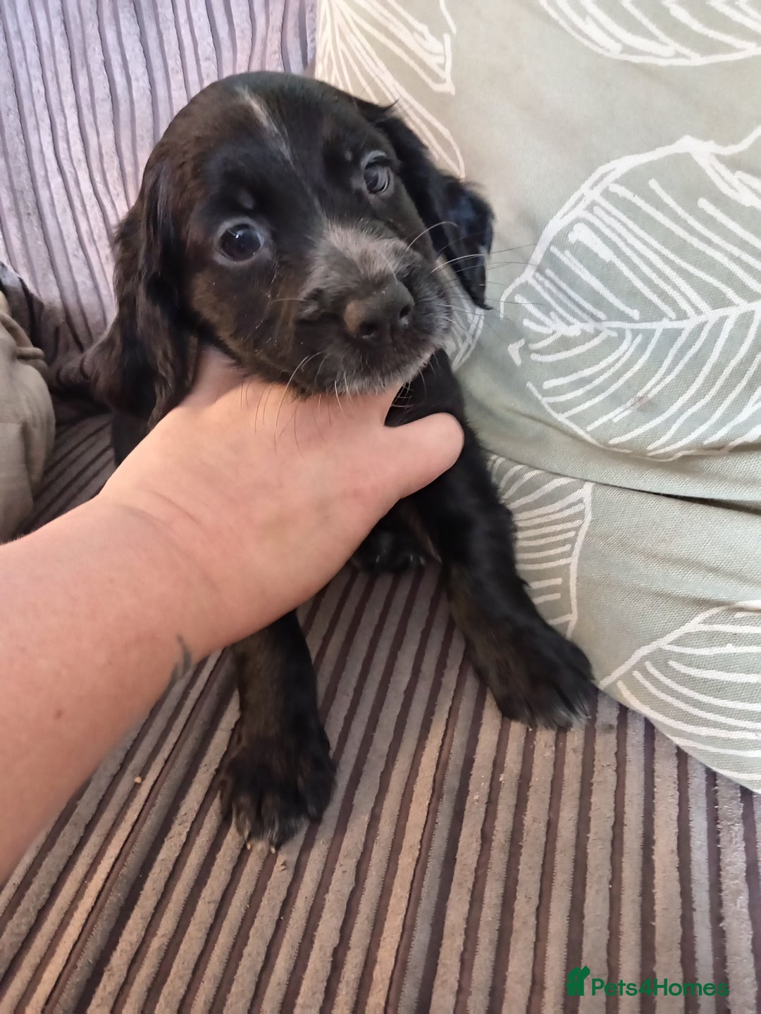 American Bully dogs for sale: Cocker spaniels - Image 3