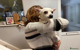 Chihuahua dogs for adoption: 🐾  BARRY - Friendly, Energetic Chihuahua Boy - Image 11