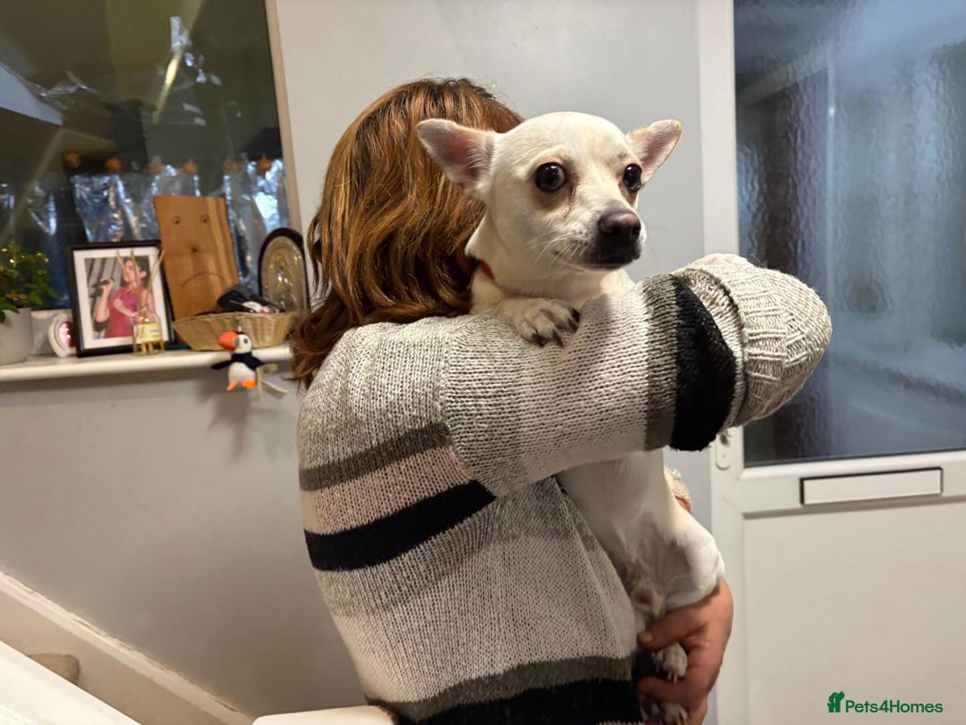 Chihuahua dogs for adoption: 🐾  BARRY - Friendly, Energetic Chihuahua Boy - Image 11