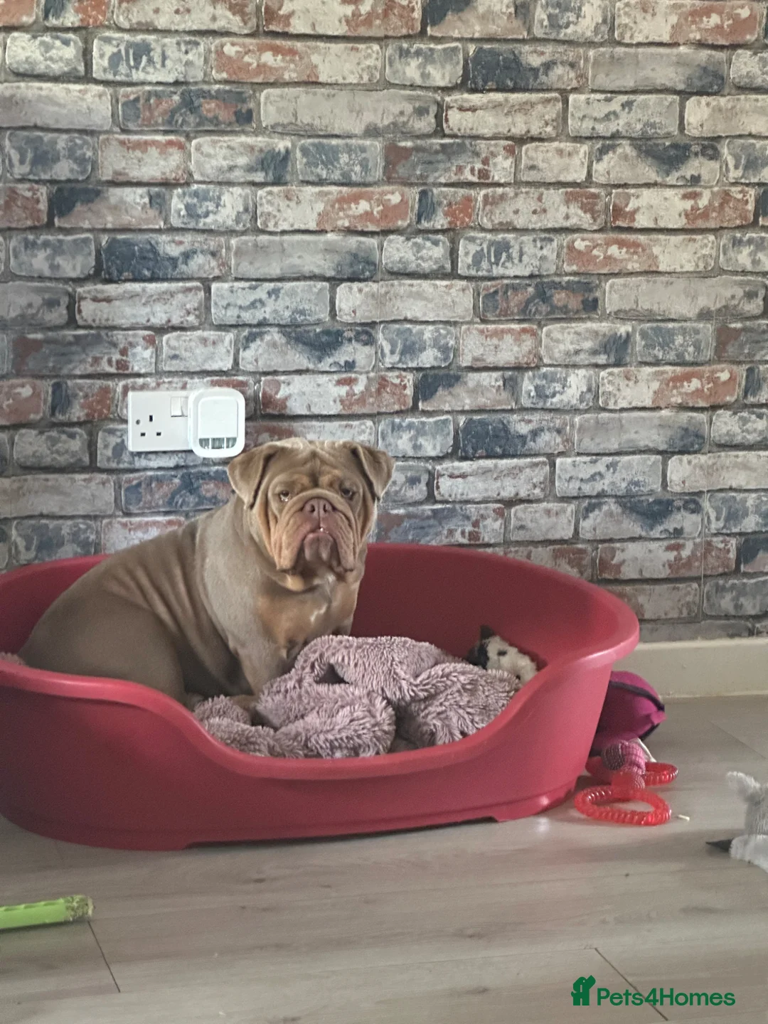English Bulldog dogs for sale: Stunning bulldog pedigree  in Church Stretton - Advert 2
