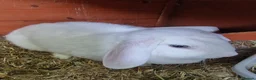 French Lop rabbits for sale: Adult rabbits to rehome in Crawley - Advert 2