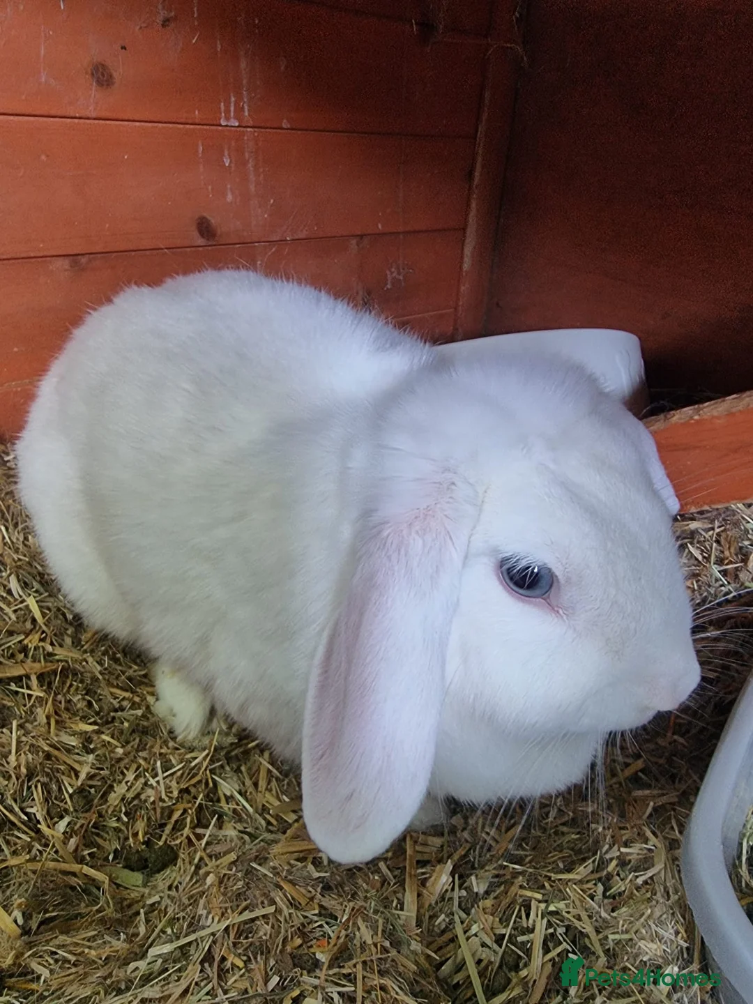 French Lop rabbits for sale: Adult rabbits to rehome in Crawley - Advert 2