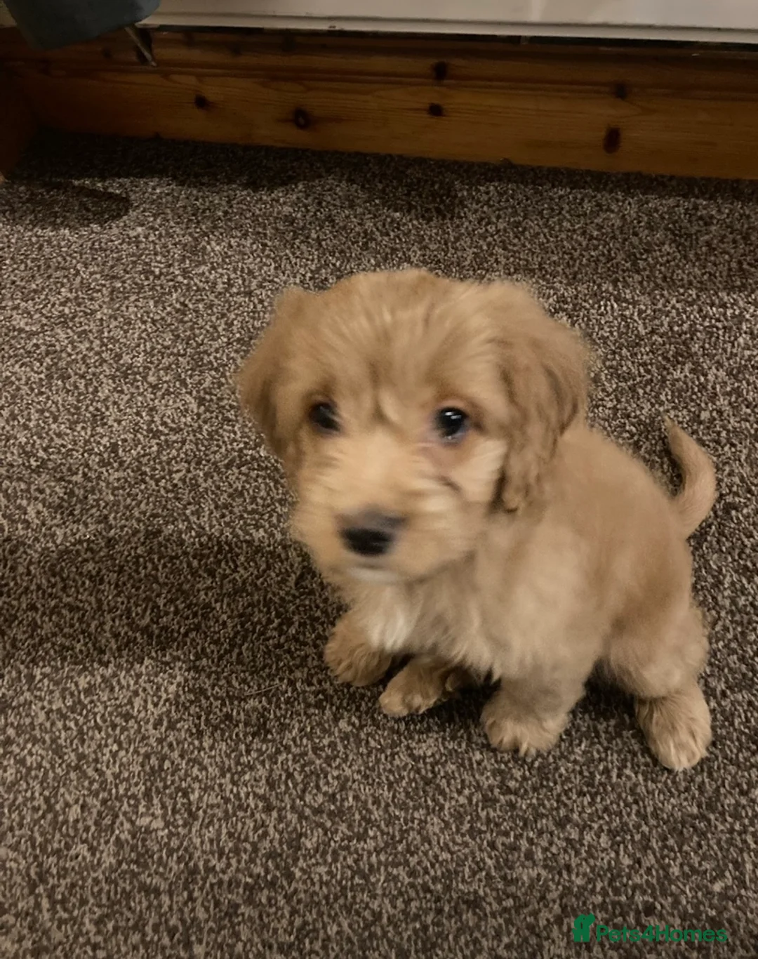 Cockapoo dogs for stud: Cockapoo stud in Durham - Advert 8