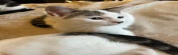 Domestic Shorthair cats for sale: Beautiful kittens 💖 - Advert 13