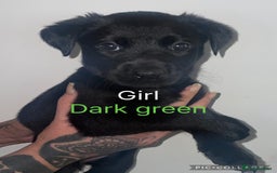 Mixed Breed dogs for sale: YOUR NEW BEST FRIEND IS WAITING!  - Image 4