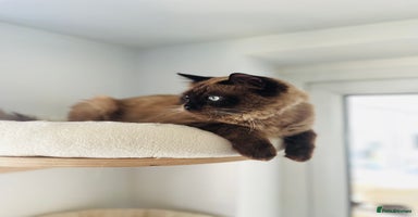 Ragdoll cats - Advert 13