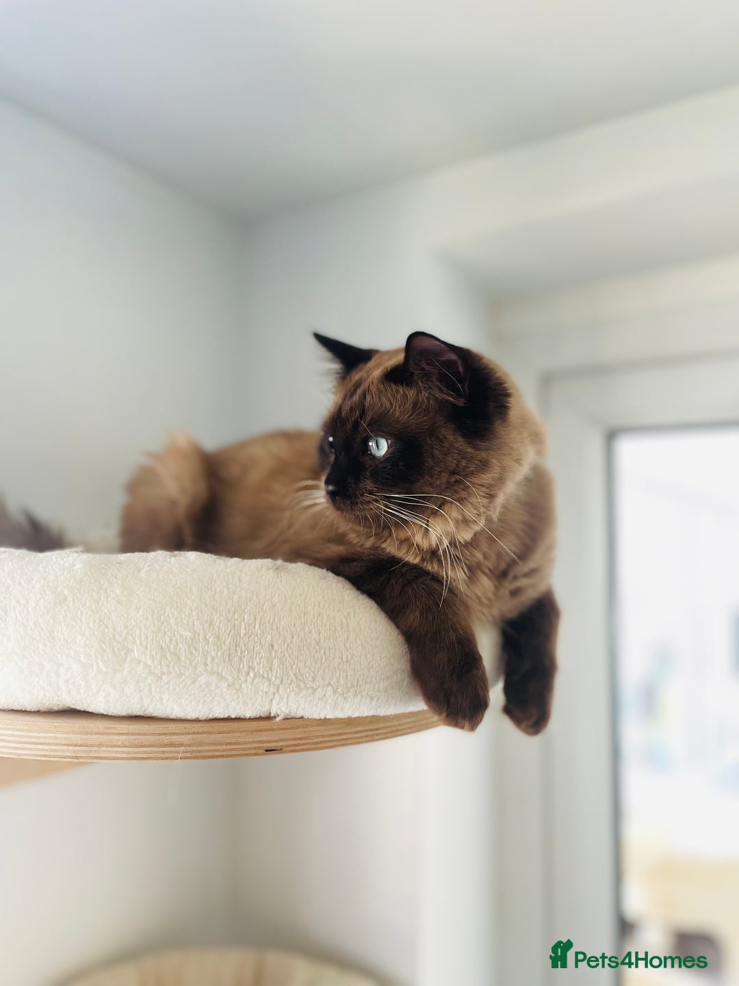 Ragdoll cats for stud: TICA registered seal mink stud - Image 3