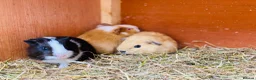 Guinea Pig rodents for sale: Very pretty young baby boy Guineapigs available  - Advert 5