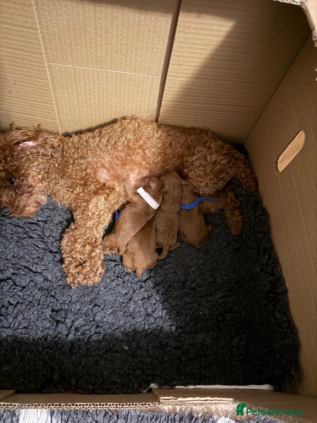Toy Poodle dogs for sale: Tiny Asian Poodle puppy’s  - Advert 12
