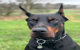 Dobermann dogs for sale: ⭐️ Pregnancy confirmed FULL EUROPEAN DOBERMANN ⭐️ - Image 7