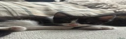 Mixed Breed cats for sale: 3 beautiful kittens  - Advert 3