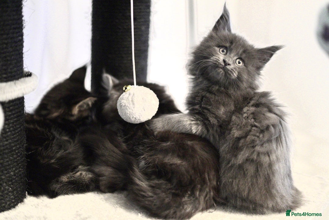 Maine Coon cats for sale: 3 Gorgeous Maine Coon Kittens – Fully Vet-Checked - Advert 11