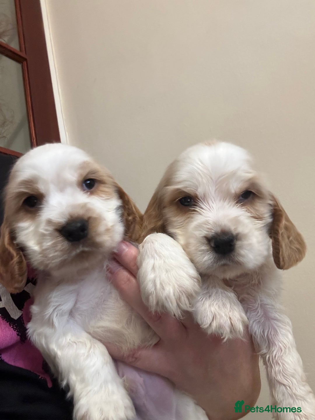 Cocker Spaniel dogs for sale: Show Cocker Spaniel Puppies  - Advert 12