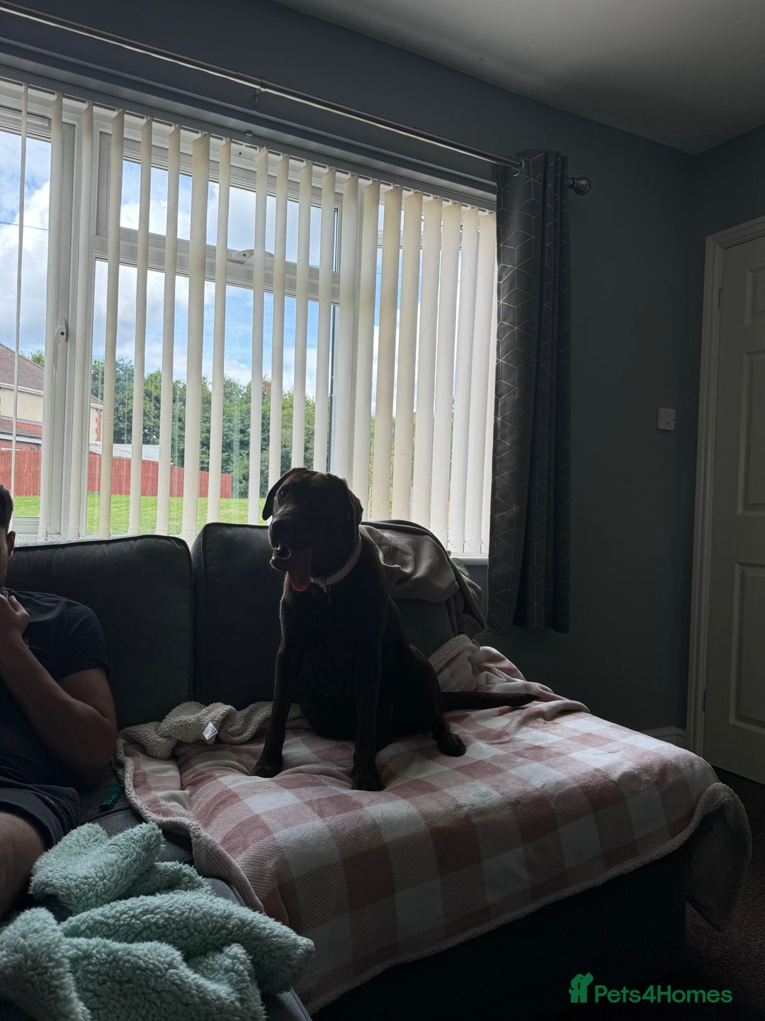 Labrador Retriever dogs for sale: 2 chunky male labs  - Advert 6