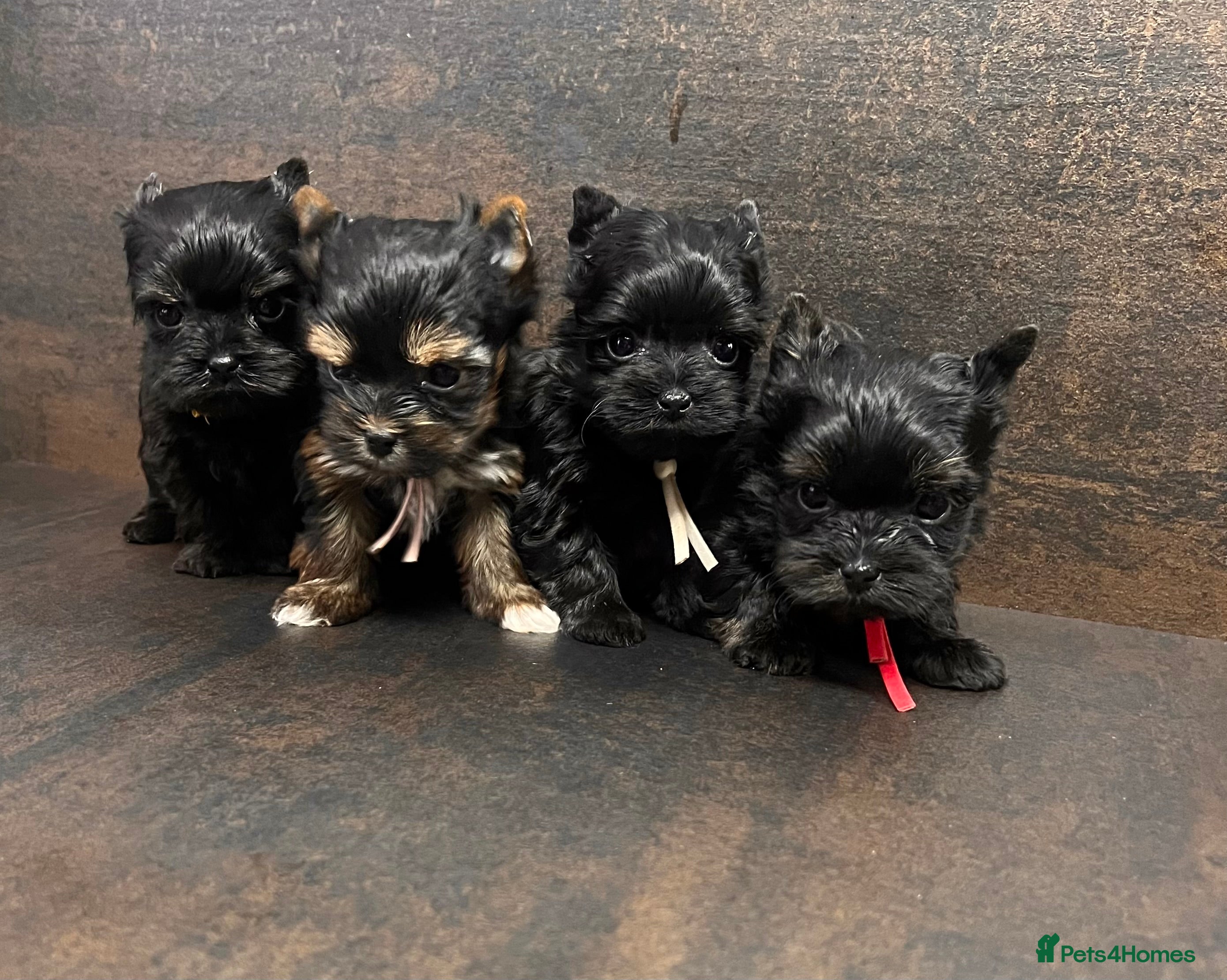 Yorkshire Terrier dogs ❀ Miniature Yorkshire Terriers – 4 Girls  ❀ - Advert 2