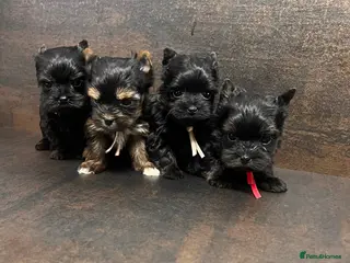 Yorkshire Terrier dogs ❀ Miniature Yorkshire Terriers – 4 Girls ❀ - Advert 7