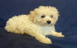 Mixed Breed dogs for sale: Beautiful Shihpoo cross maltese puppies - Image 3