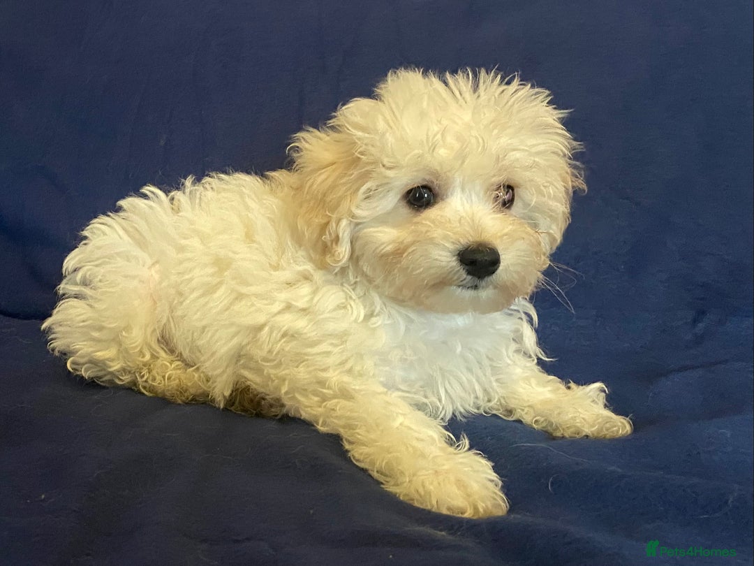 Mixed Breed dogs for sale: Beautiful Shihpoo cross maltese puppies - Image 3