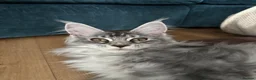 Maine Coon cats for sale: Norma no mates. TICA Registered Maine Coon Kittens - Advert 5