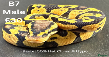 Python Snake reptiles - Advert 6