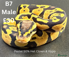 Python Snake reptiles - Advert 6