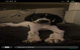 Pointer dogs for sale: English pointer puppies  - Image 6