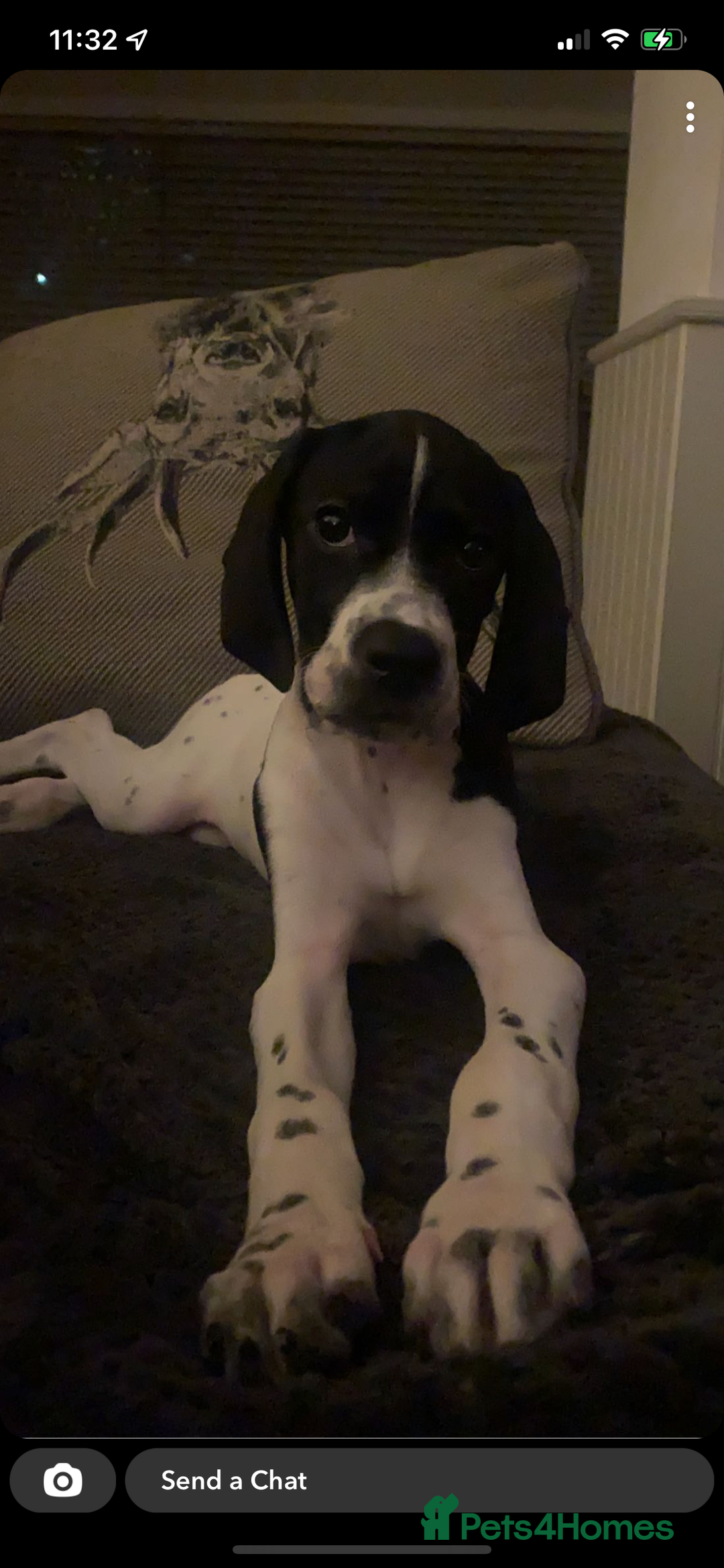 Pointer dogs for sale: English pointer puppies  - Image 6