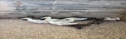 Ducks poultry for sale:  Khaki Campbell & cherry valley ducklings - Advert 4