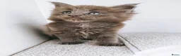 Maine Coon cats for sale: Blue maine coon kittens -DNA health tested parents - Advert 17
