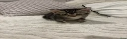Mixed Breed cats for sale: Kittens 2 girls 1 boy for sale 8 weeks on Thursday in Birmingham - Advert 14