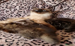 Perdoll cats for sale: Perdoll Kittens only boys - Image 13