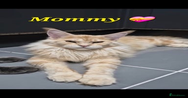 Maine Coon cats - Advert 13