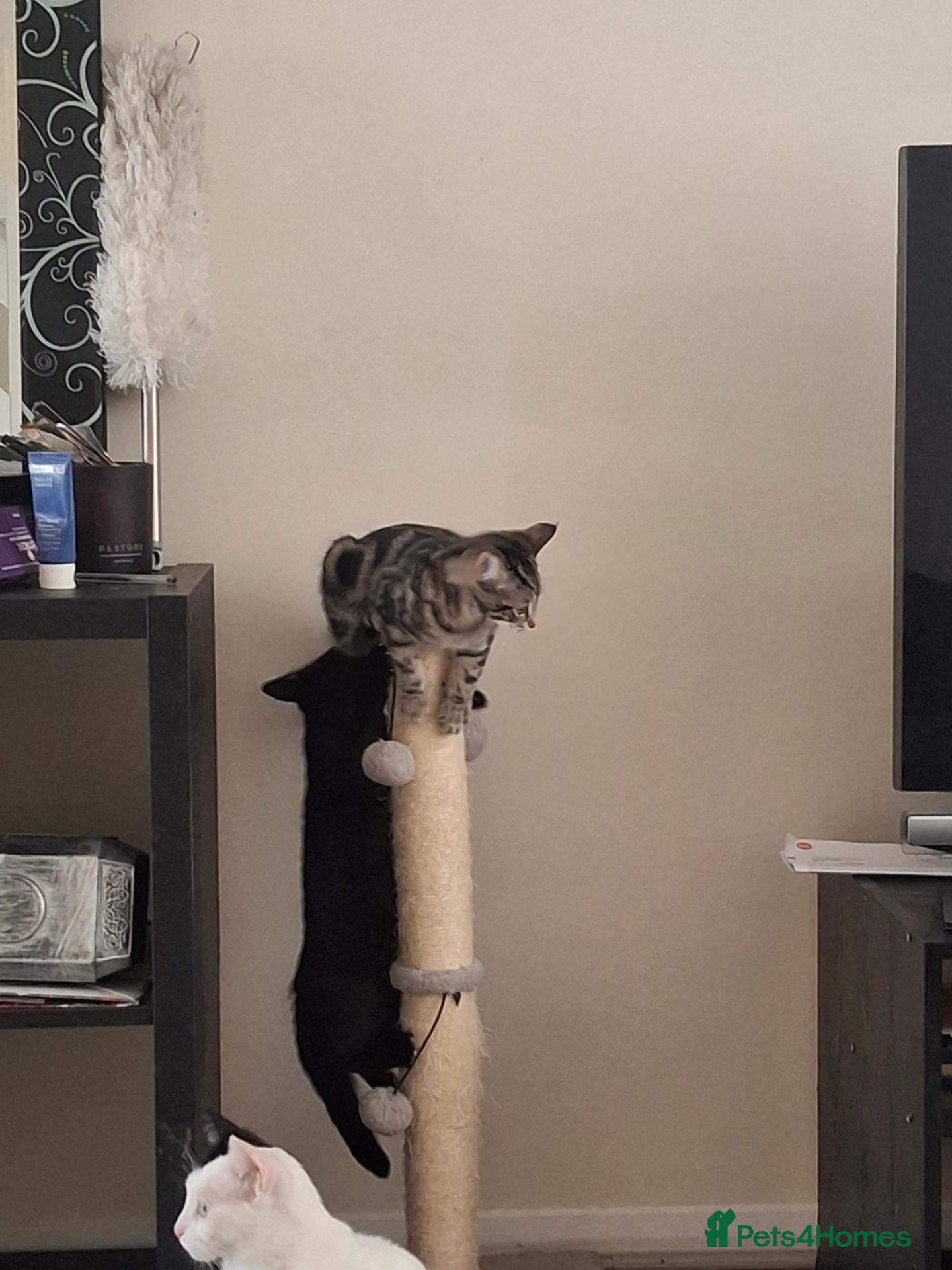 Domestic Shorthair cats Russian Blue × Bengal Mixed Kittens – 4 available - Advert 19