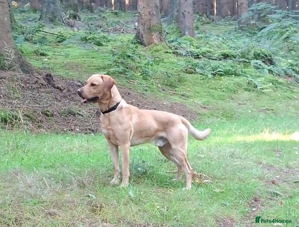 Labrador Retriever dogs Labrador Retriever KC registered Stud Dog - Advert 1
