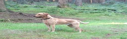 Labrador Retriever dogs for stud: Labrador Retriever KC registered Stud Dog in Lydbrook - Advert 1