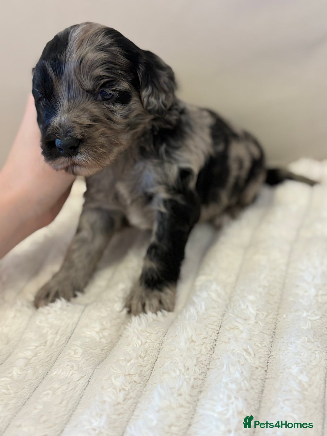 Cockapoo dogs for sale: Cockapoo litter  - Advert 12