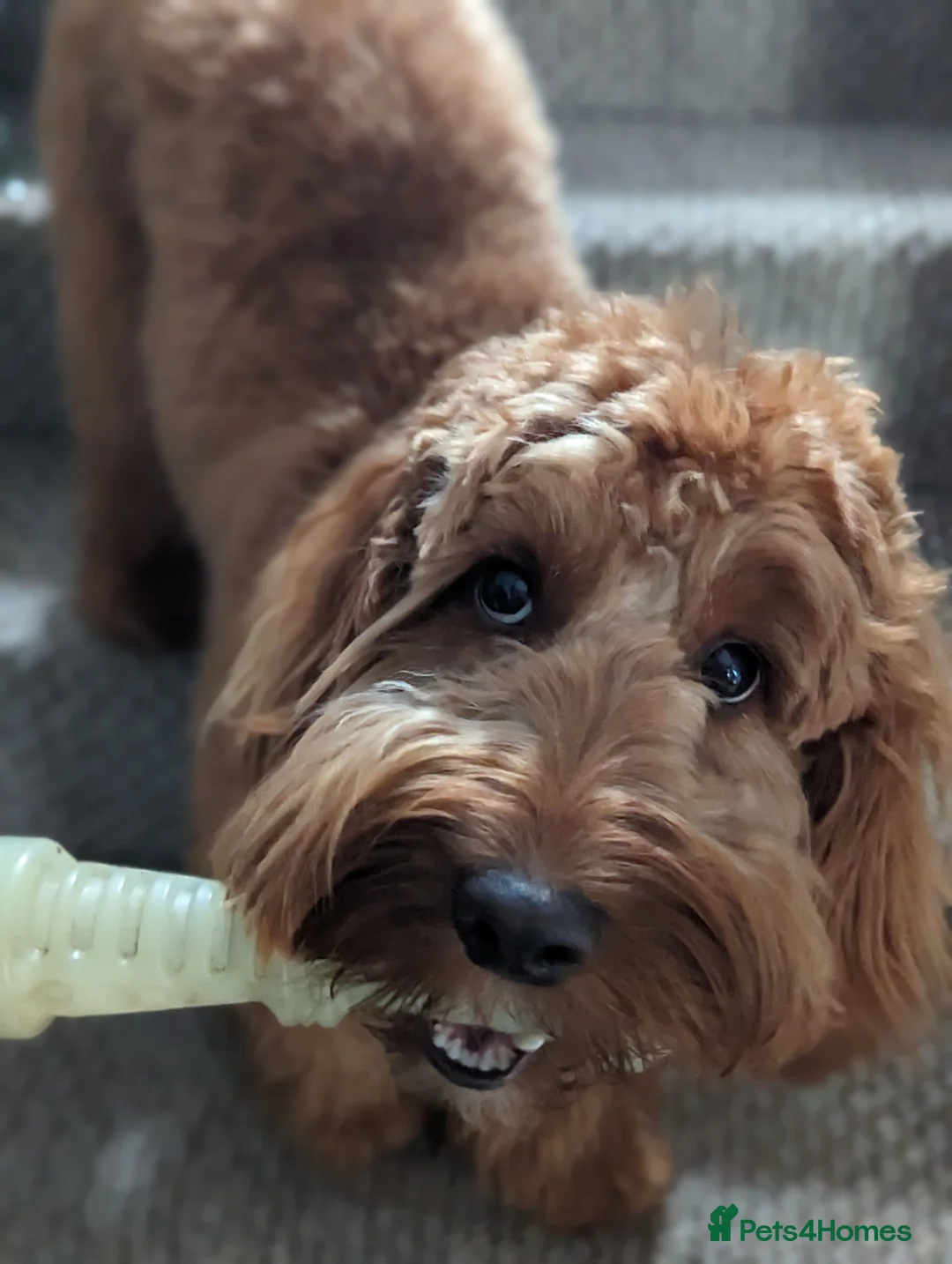 Cockapoo dogs for stud: 100% Proven F1 Fox Red Cockapoo, Stud only in Kirkcaldy - Advert 16