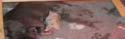 French Bulldog dogs for sale: French bulldog puppies  in Edinburgh - Advert 2