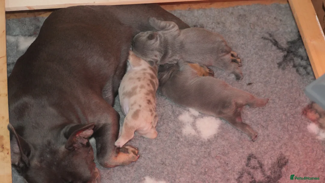 French Bulldog dogs for sale: French bulldog puppies  in Edinburgh - Advert 2