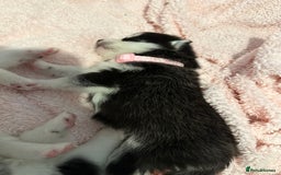 Pomsky dogs for sale: F4 beautiful puppy pomskie blue eyes - Image 6