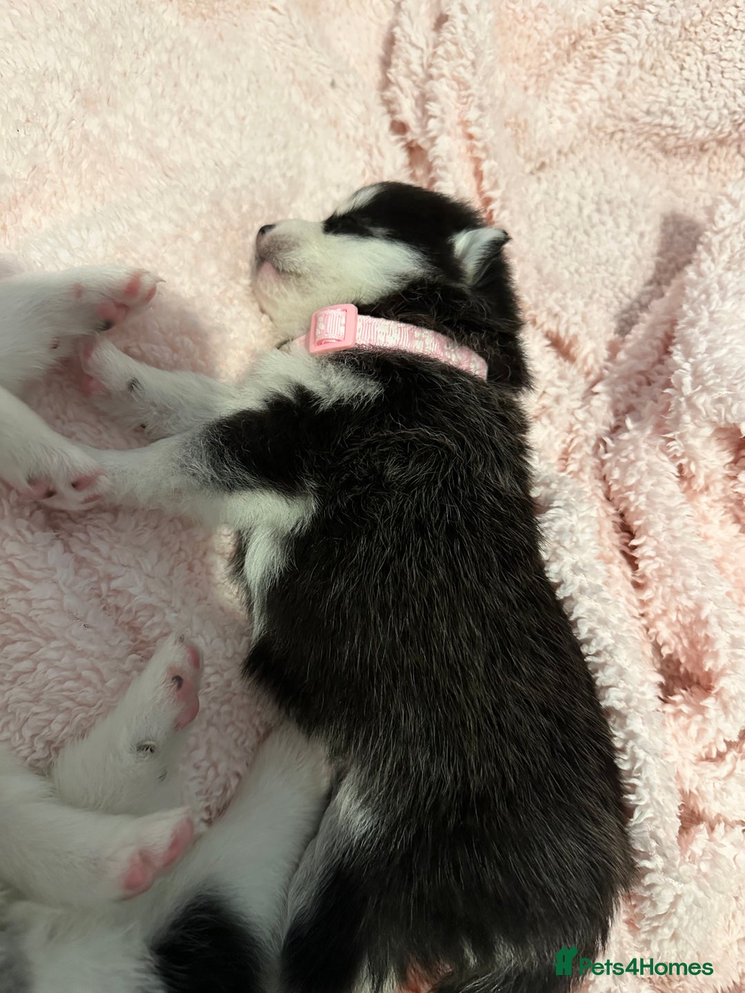 Pomsky dogs for sale: F4 beautiful puppy pomskie blue eyes - Image 6