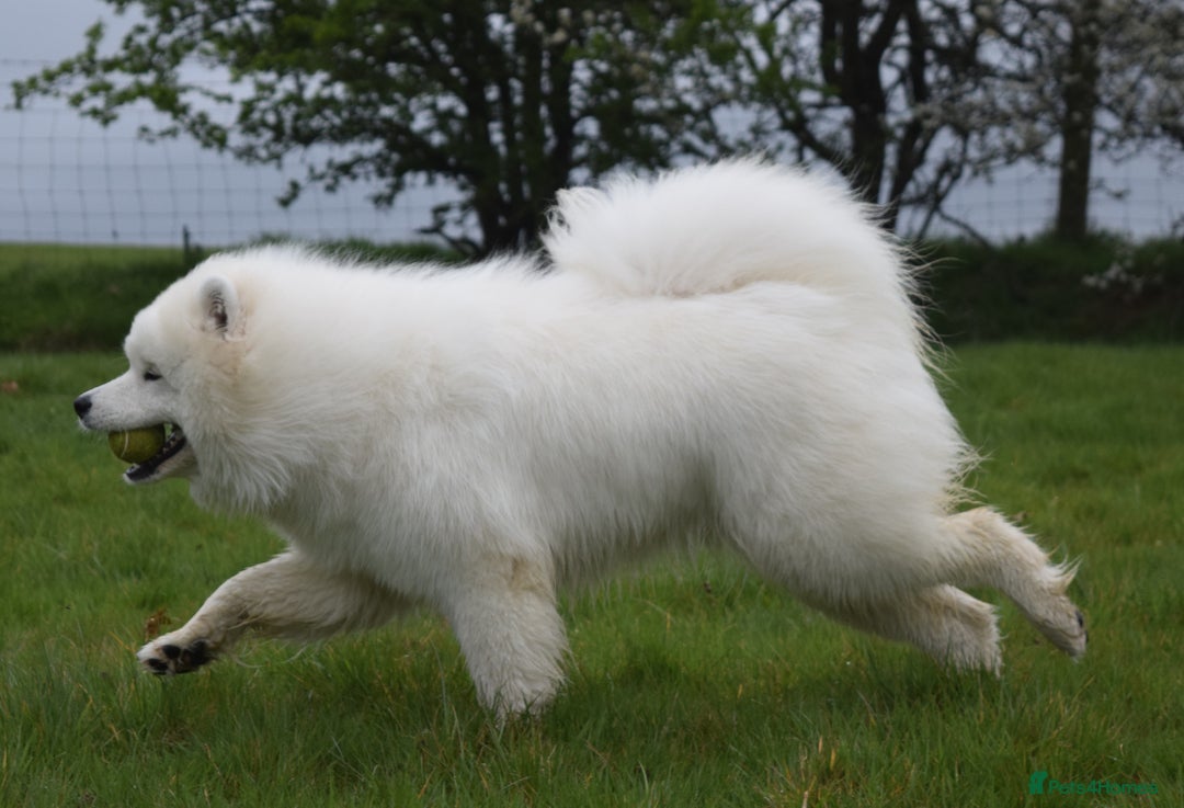 Samoyed dogs for stud: The Cutest Samoyed For Stud Kc Health Tested Champ - Image 28