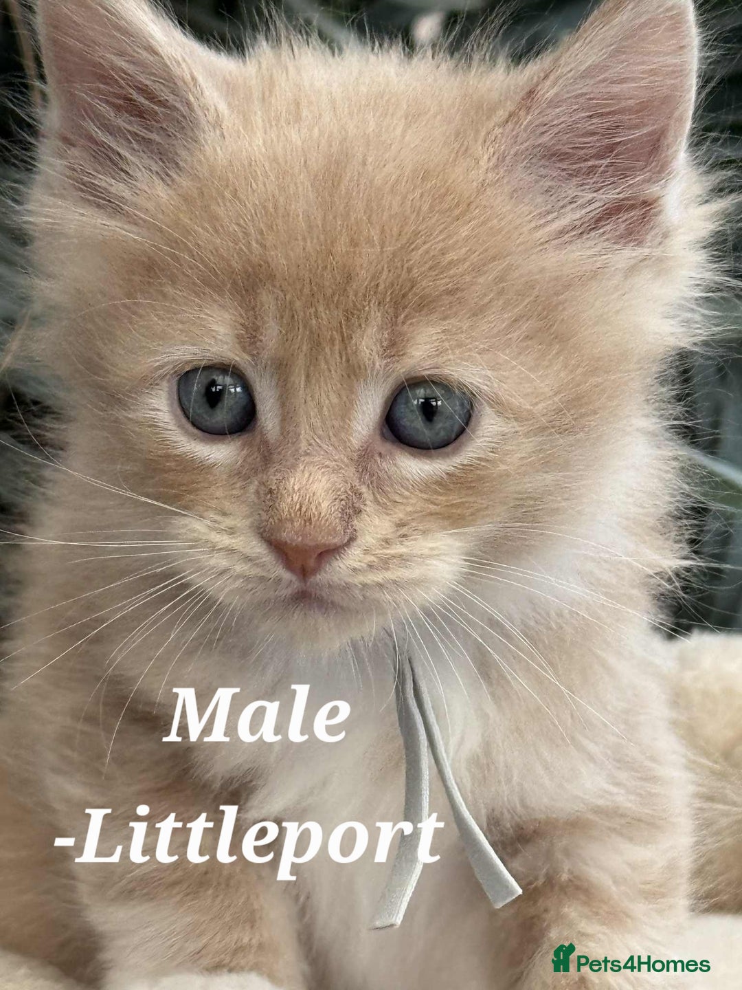 Maine Coon cats for sale: Stunning TICA Purebred Pedigree Maine Coon Kittens - Image 5