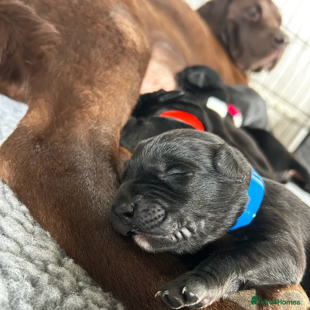 Borador dogs for sale: Borador Puppies - Fully Health Tested - Advert 2