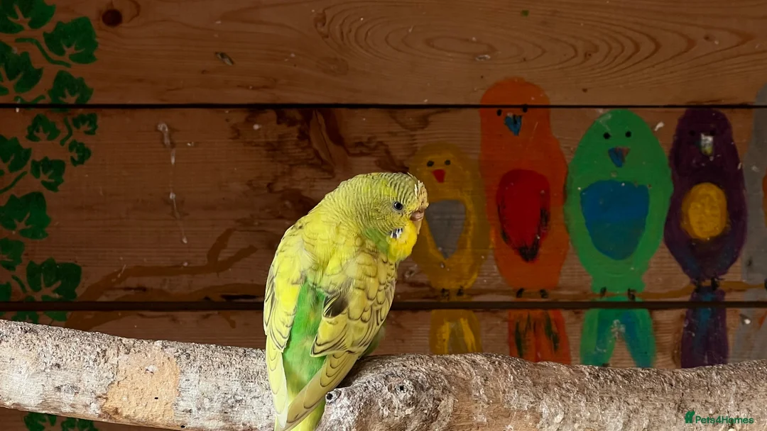 Budgerigars birds for sale: Budgies for sale £20 each - Advert 2