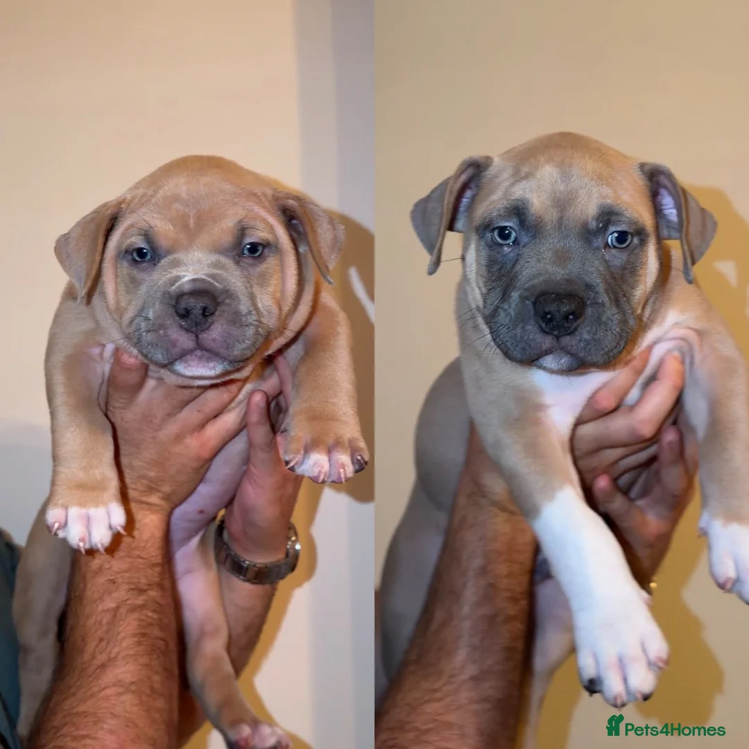 American Bully dogs for sale: Glasgow Star bullys on Instagram  - Advert 2